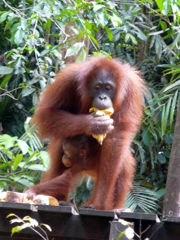 Orangutan with youngster